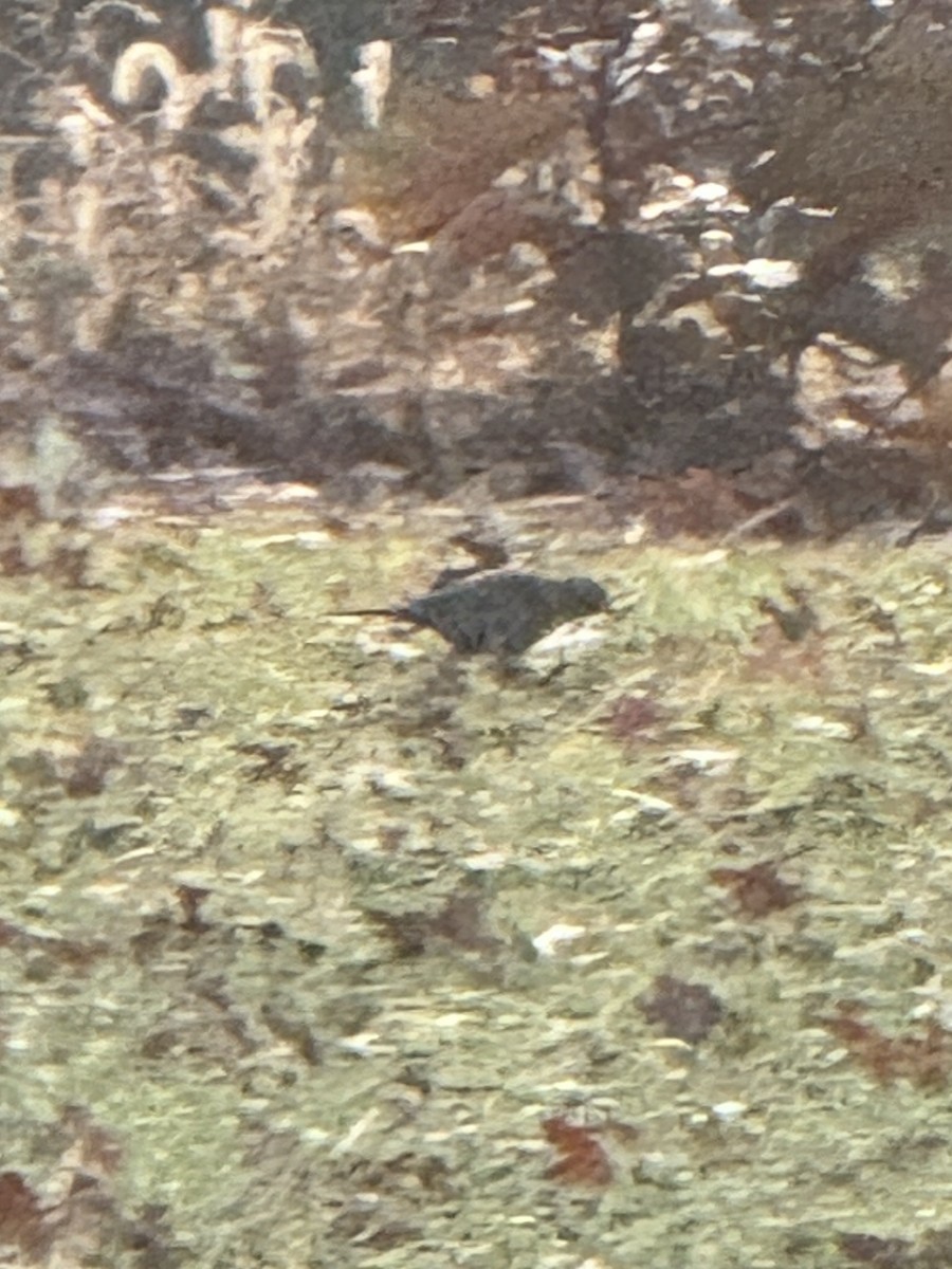 Rusty Blackbird - ML610781376