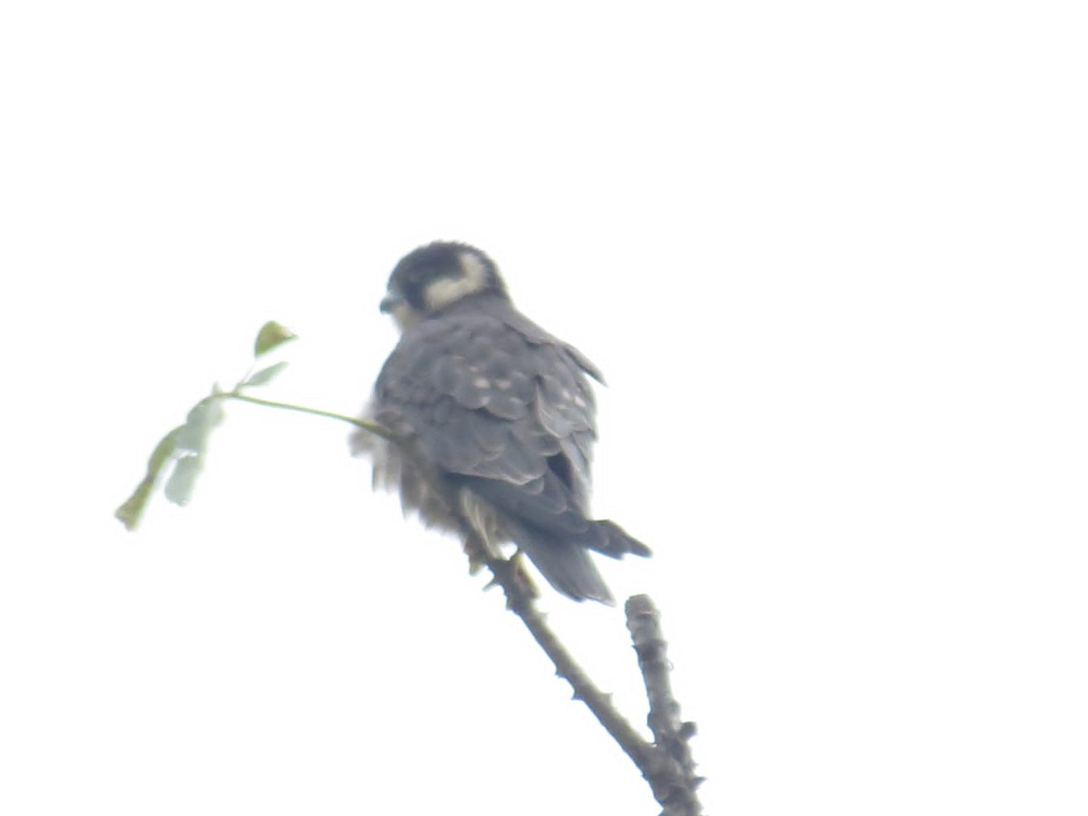 Baumfalke - ML610781454