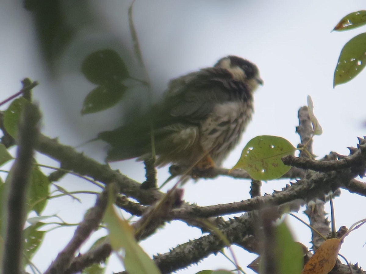 Baumfalke - ML610781455