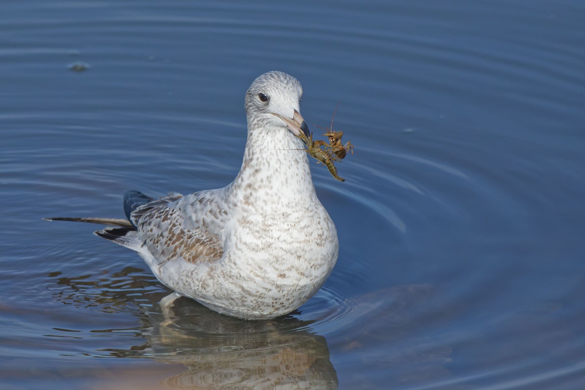 Ring-billed Gull - ML610781513