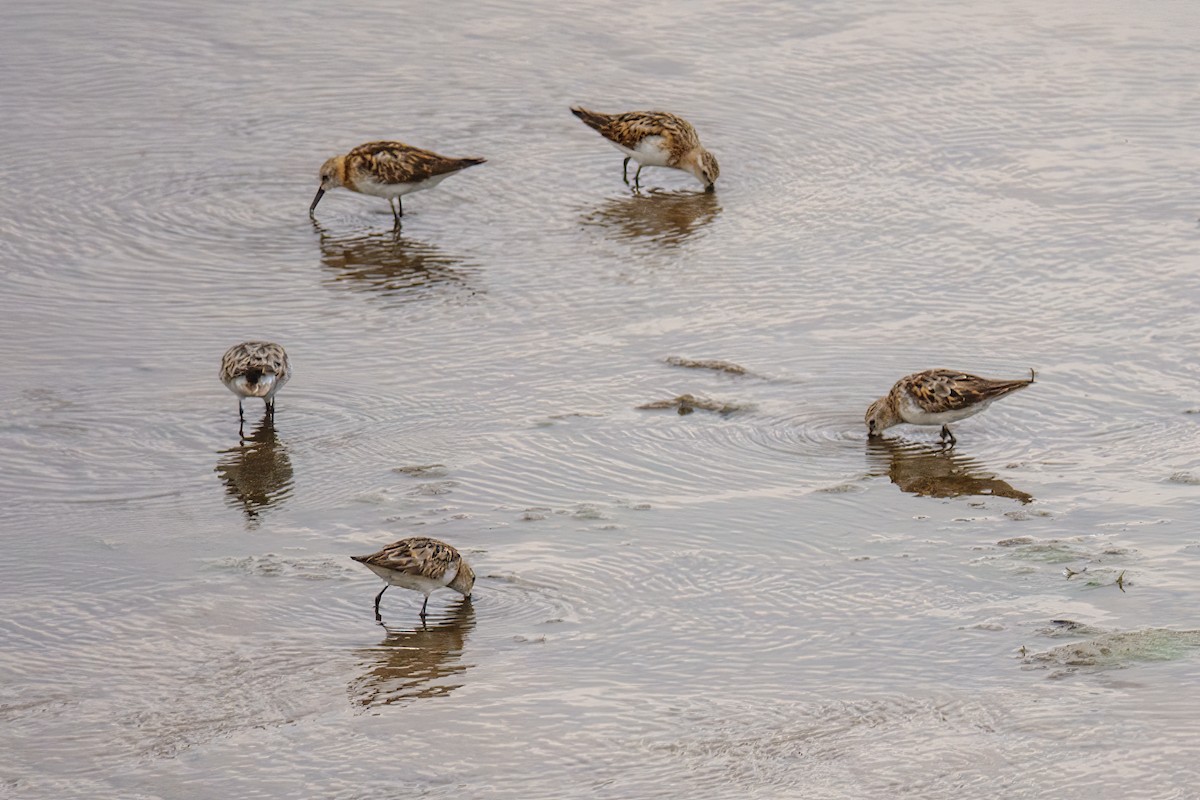 Little Stint - ML610781530