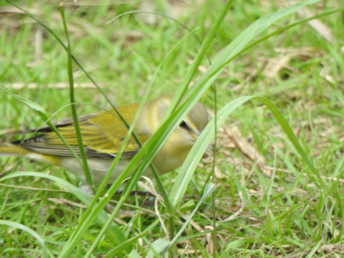 Tennessee Warbler - ML610781545