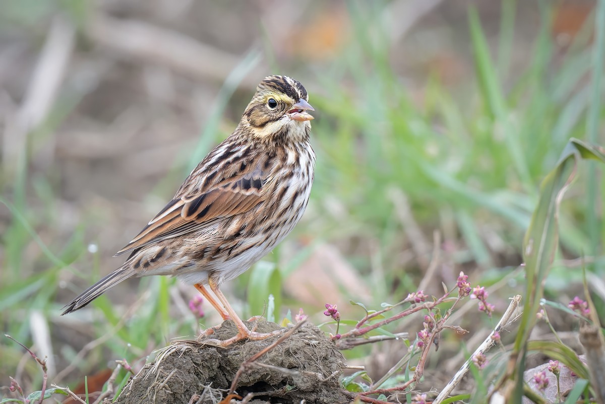 Savannah Sparrow - ML610781563