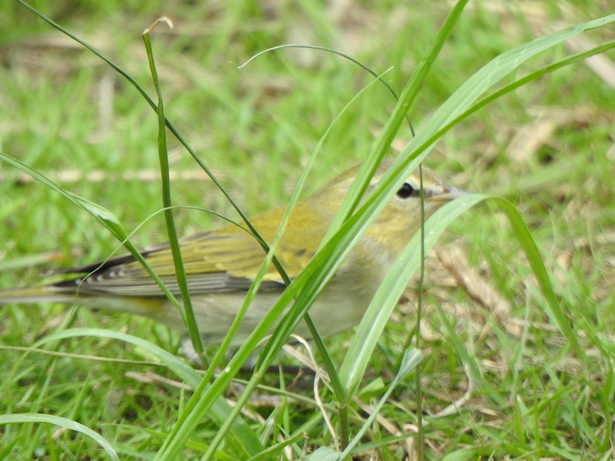 Tennessee Warbler - ML610781565