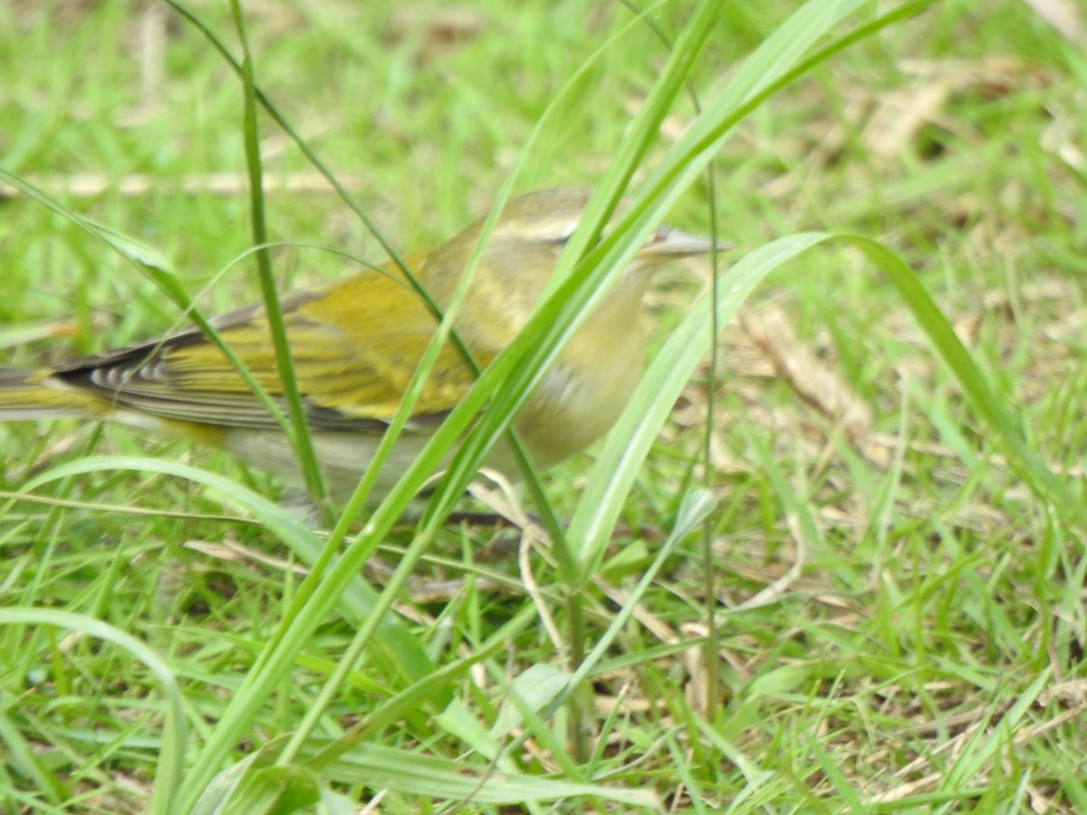 Tennessee Warbler - ML610781571