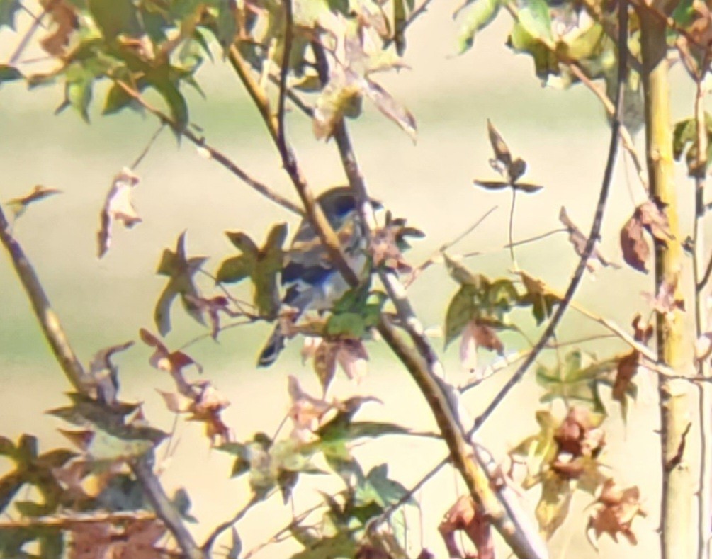 Loggerhead Shrike - ML610781601