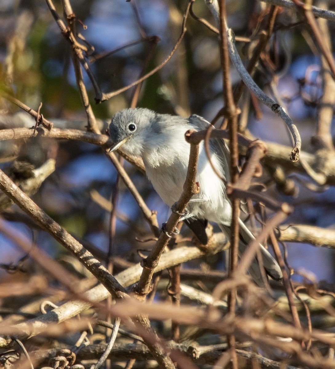 Blue-gray Gnatcatcher - ML610781665