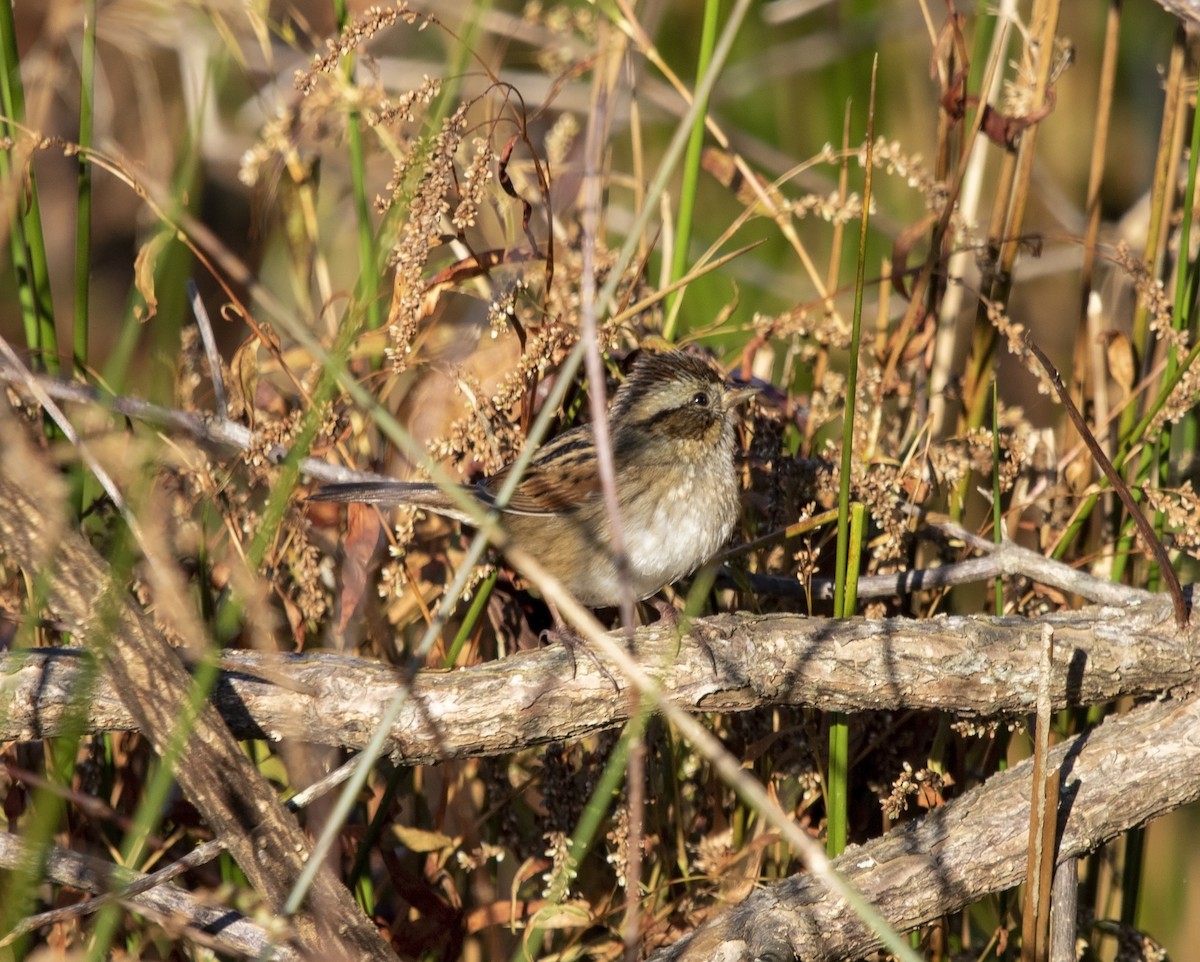 Swamp Sparrow - ML610781682