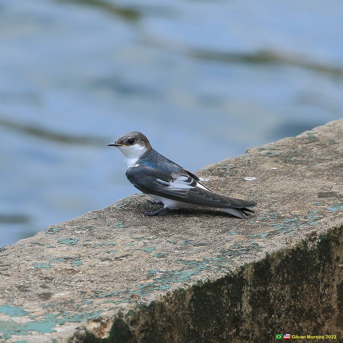 White-winged Swallow - Gilvan Moreira
