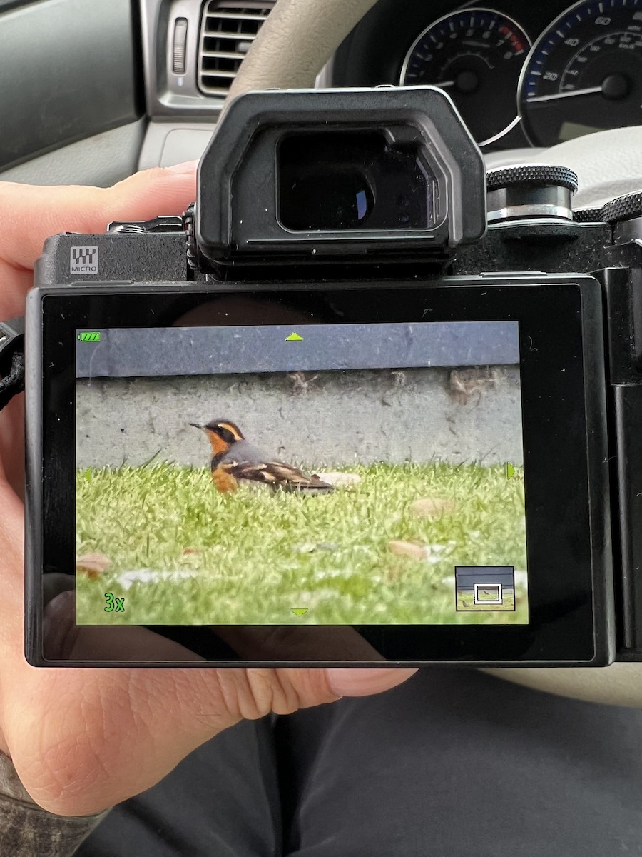 Varied Thrush - ML610781733