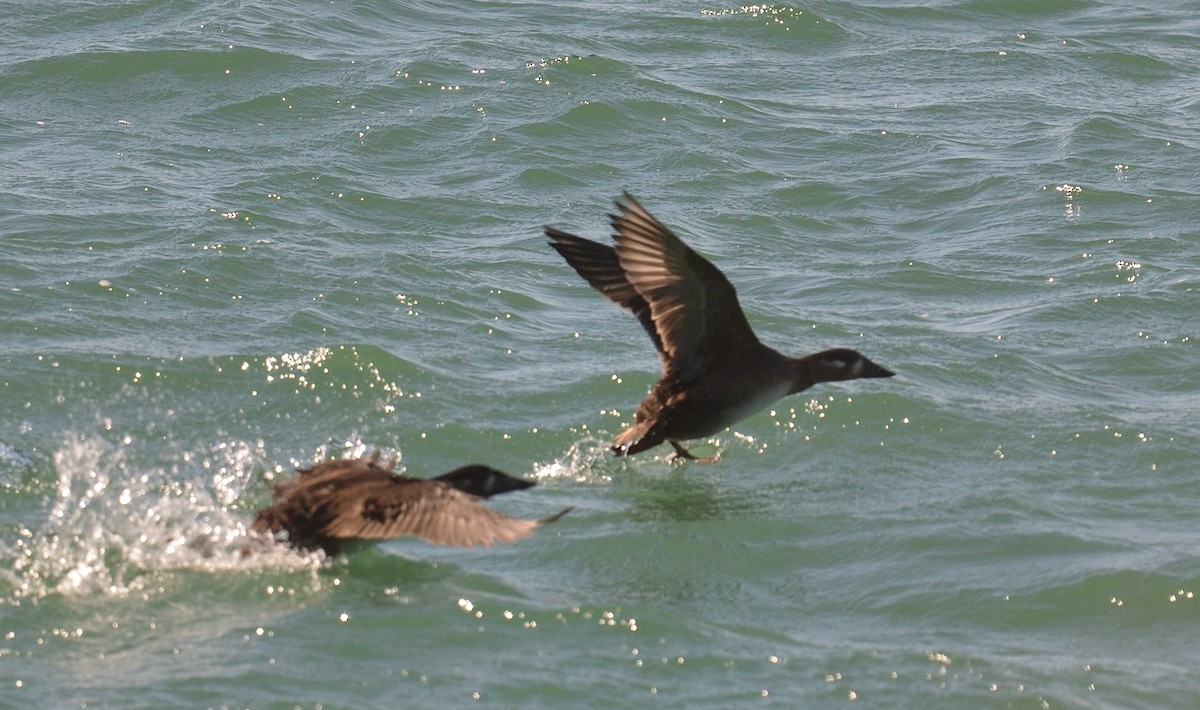 Surf Scoter - Avery Dart