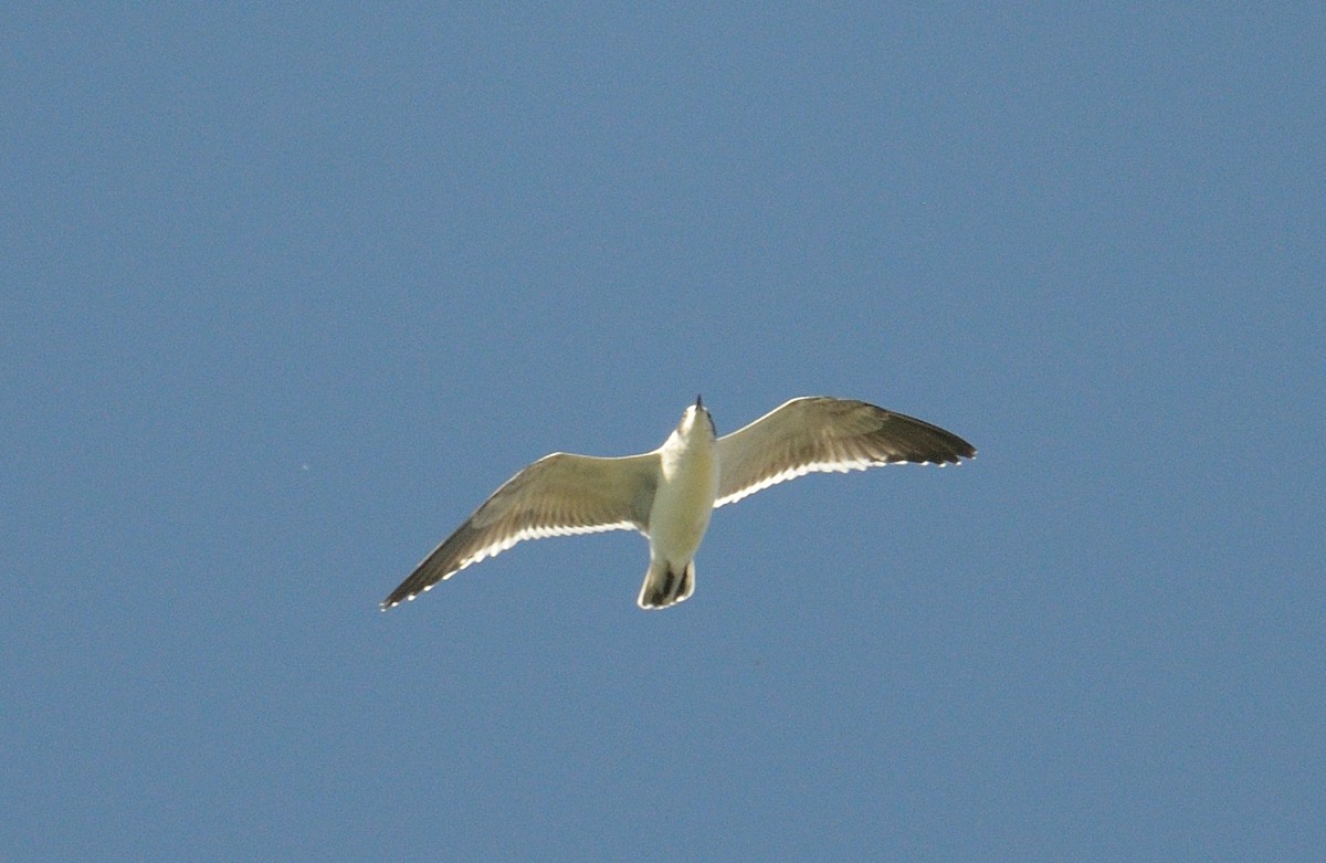 Franklin's Gull - ML610781799