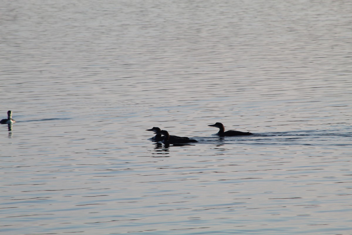 Plongeon huard - ML610781843