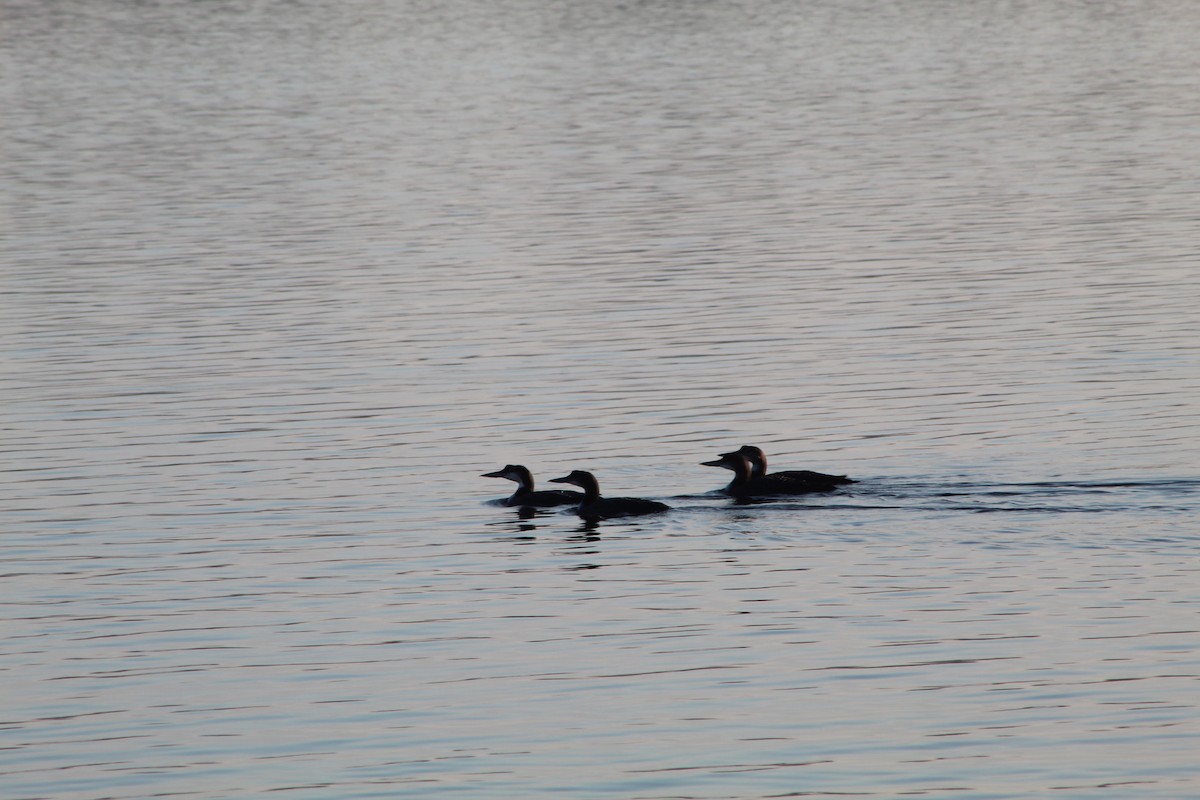 Common Loon - Daniel Edwards