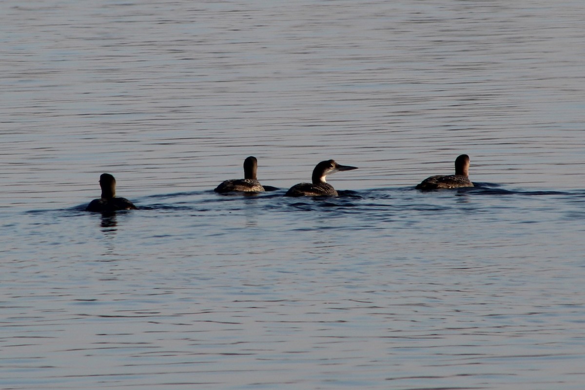 Plongeon huard - ML610781872