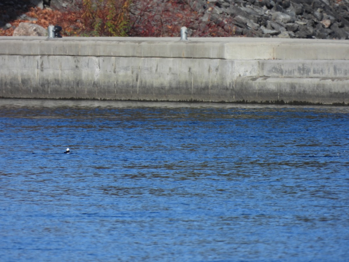 Bufflehead - ML610781888