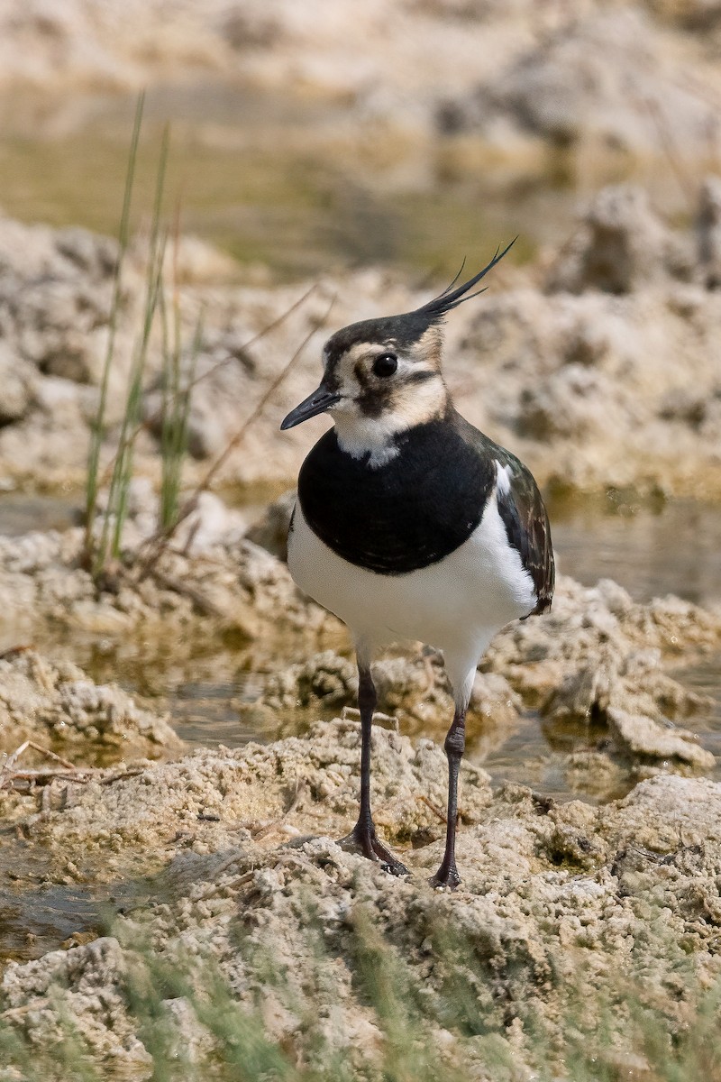 Pavoncella - ML610781900