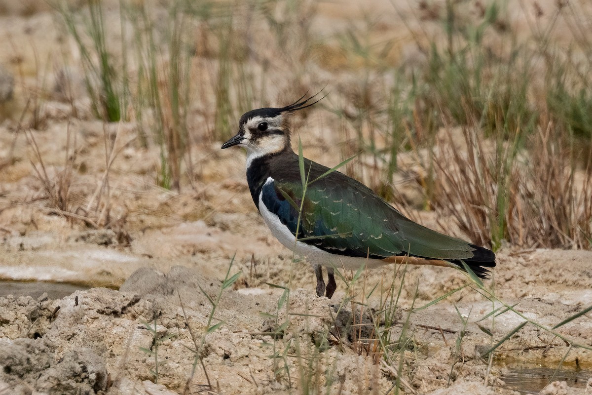 Pavoncella - ML610781901