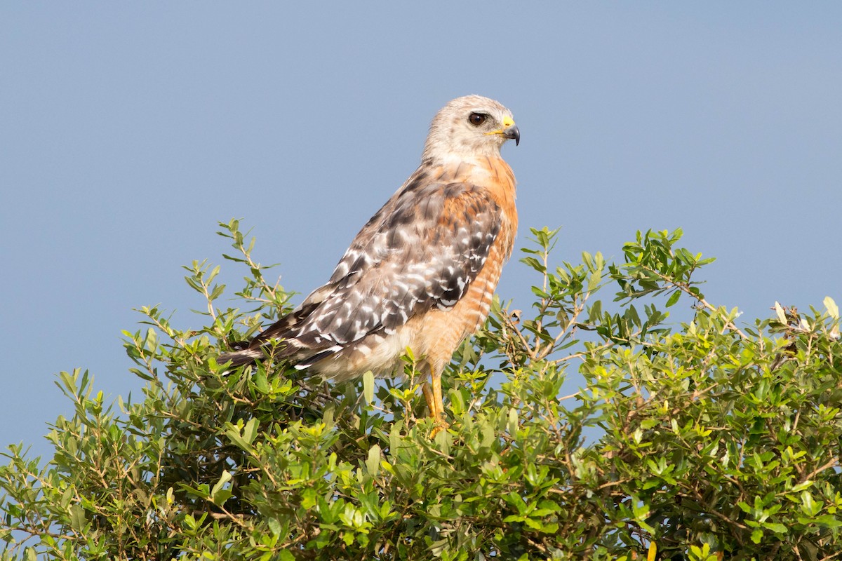 Red-shouldered Hawk - ML610781919