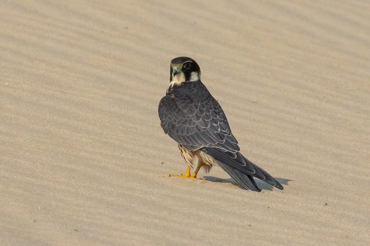 Lodolaio - ML610781920