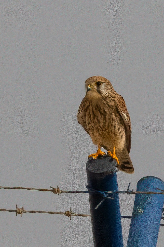 Gheppio - ML610781923