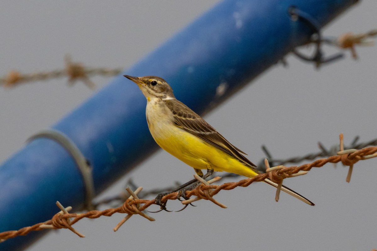 Cutrettola - ML610781932