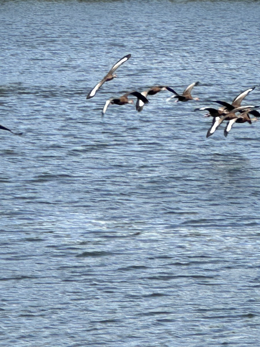Black-bellied Whistling-Duck - ML610782032