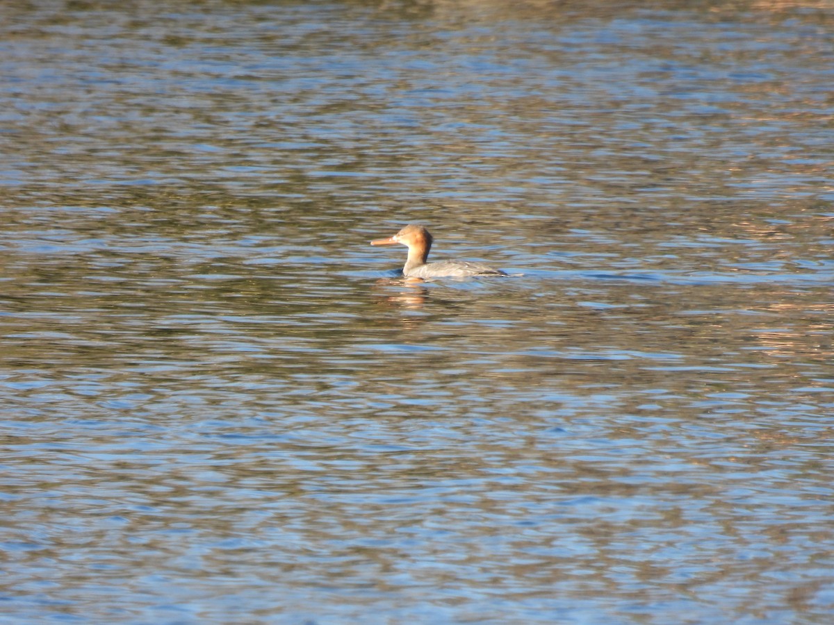 Red-breasted Merganser - ML610782045