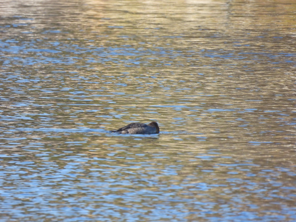 Red-breasted Merganser - ML610782046