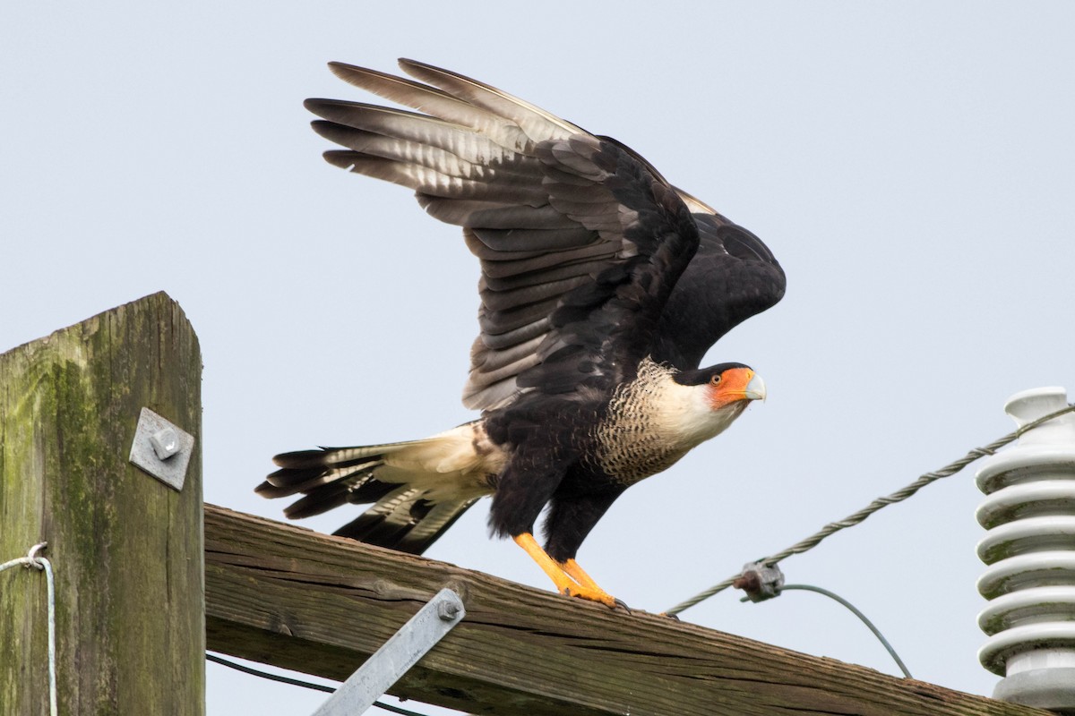 Crested Caracara - Mario Botros