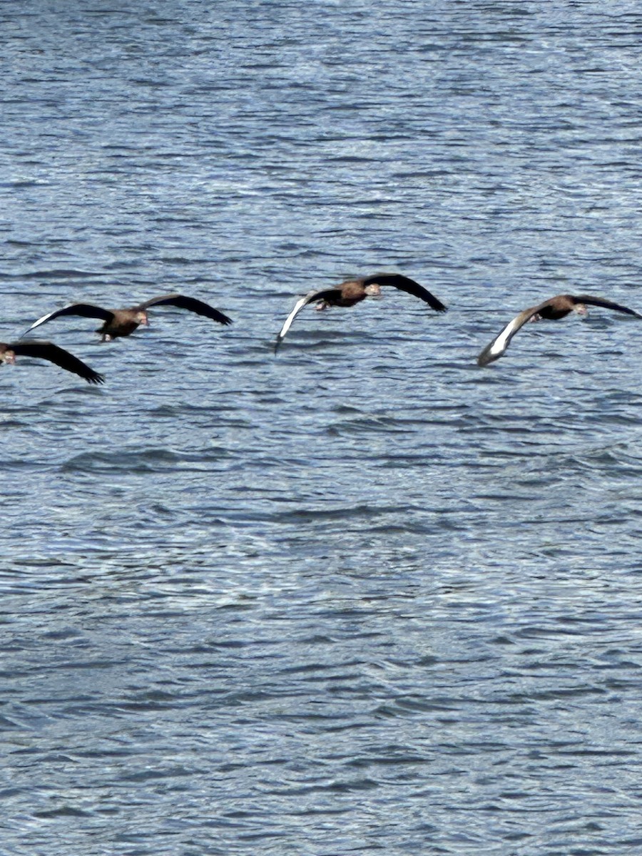 Black-bellied Whistling-Duck - ML610782067