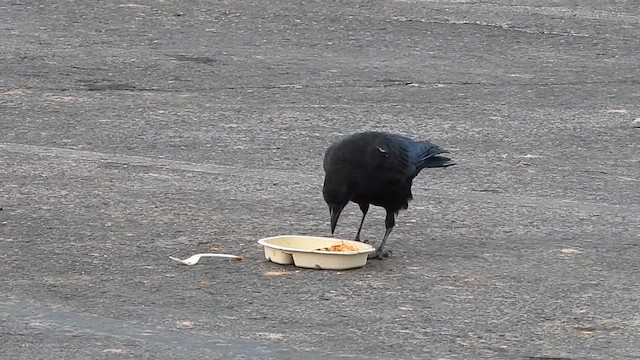 American Crow - ML610782068