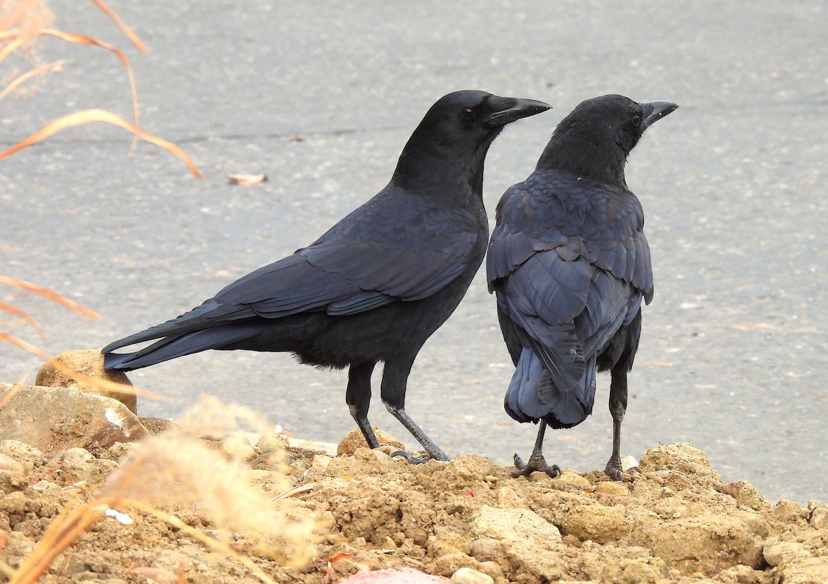 American Crow - ML610782071