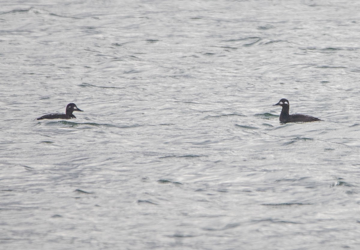 Velvet Scoter - ML610782125