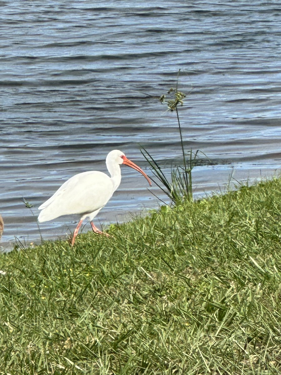 White Ibis - ML610782143