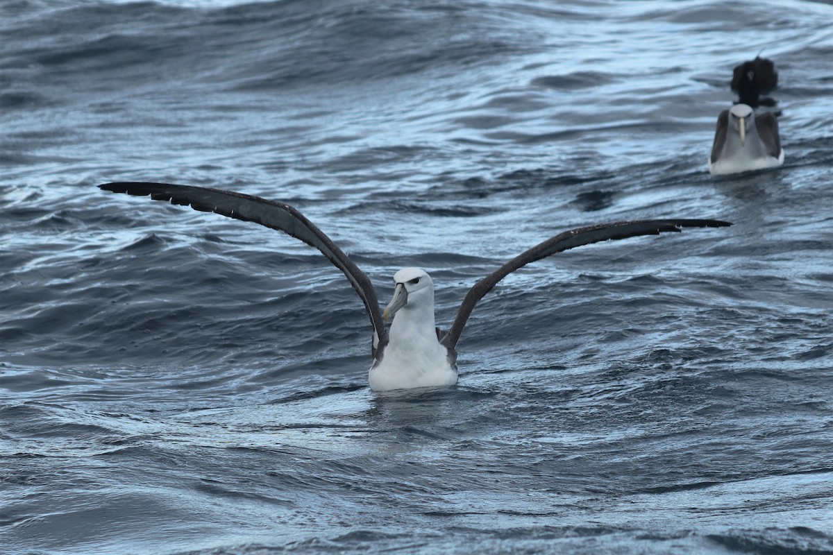 White-capped Albatross - ML610782254