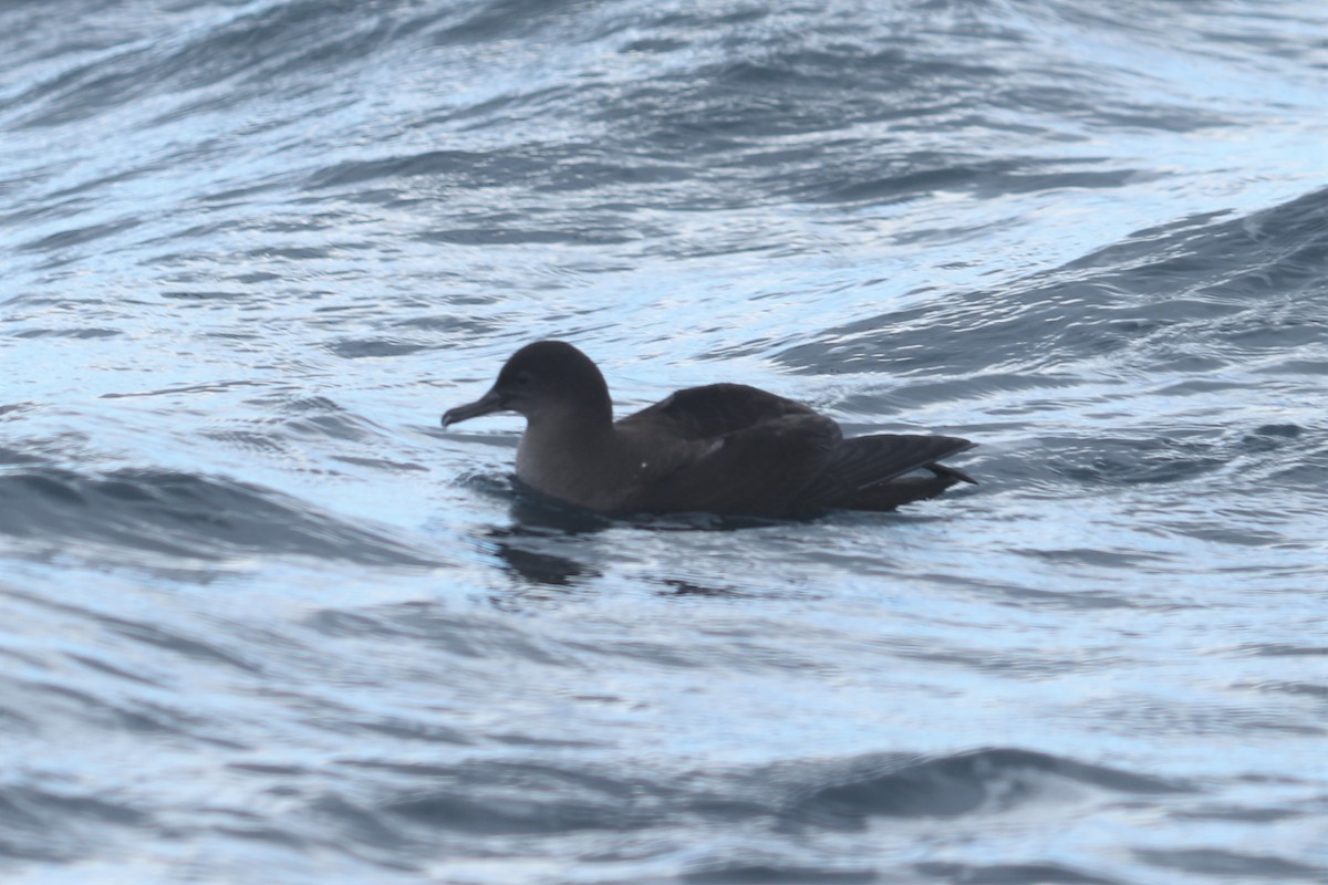 Sooty Shearwater - ML610782323