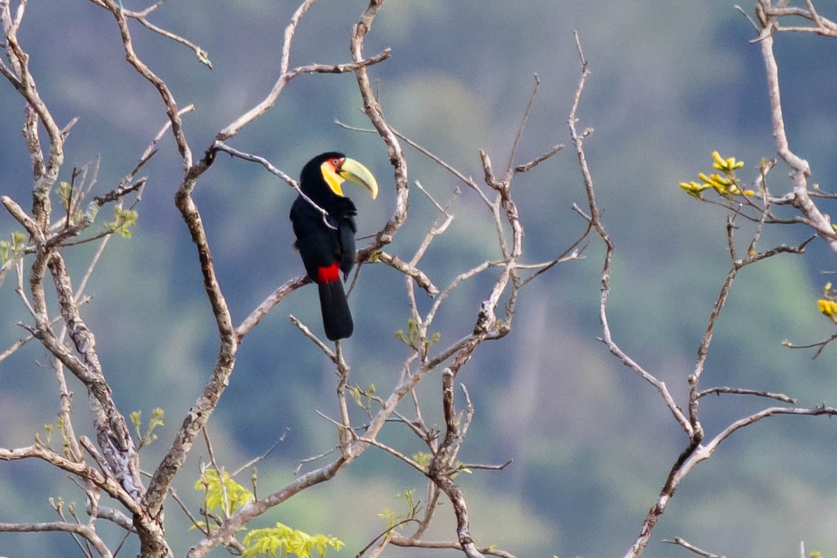 Red-breasted Toucan - ML610782346