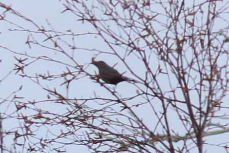 Gray Catbird - ML610782361