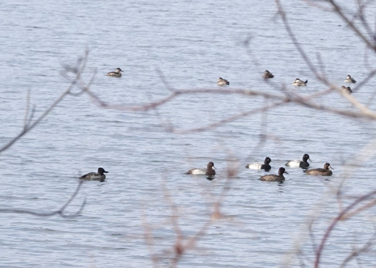 Lesser Scaup - ML610782374