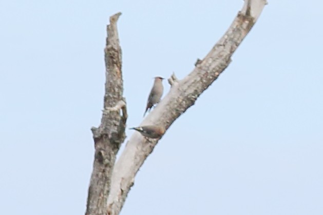 Bohemian Waxwing - ML610782378