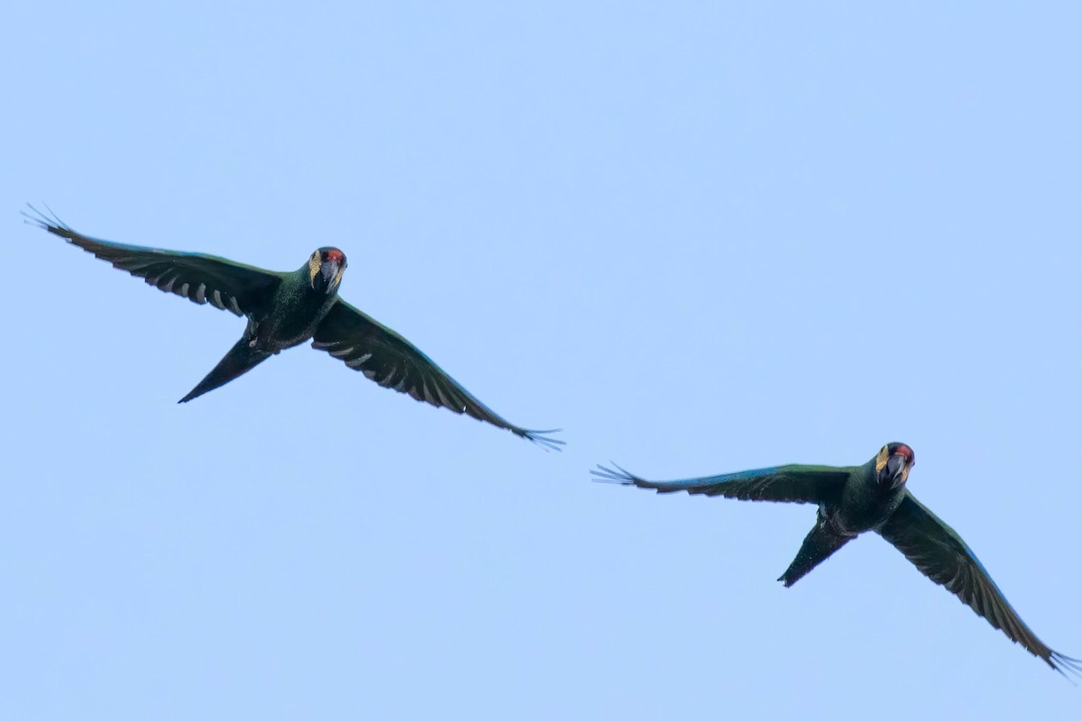 Blue-winged Macaw - ML610782382