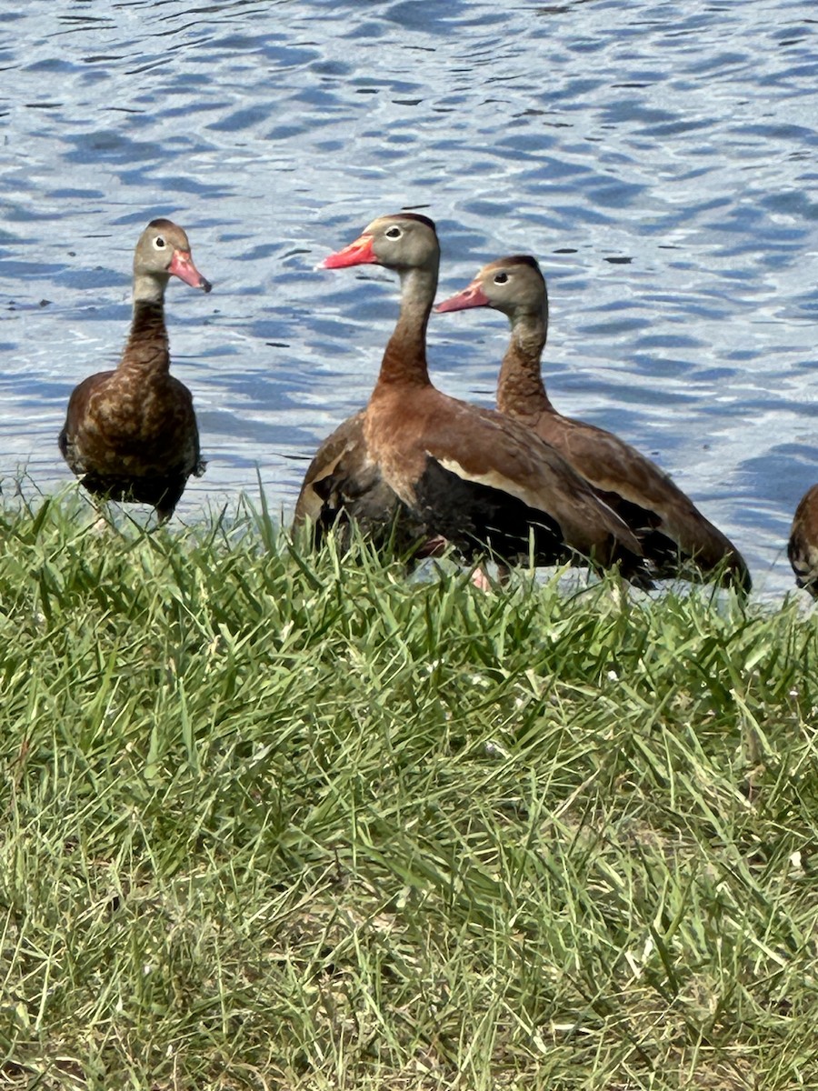 Black-bellied Whistling-Duck - ML610782427