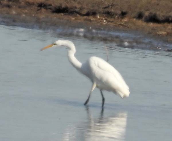 Great Egret - ML610782562