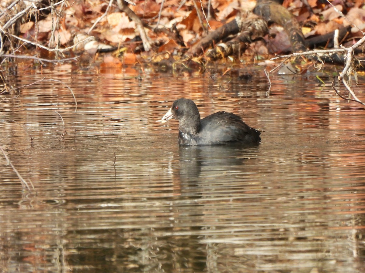 American Coot - ML610782563