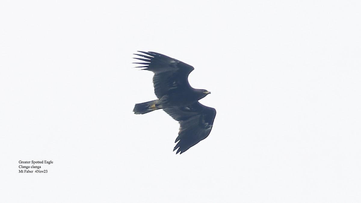 Greater Spotted Eagle - Kenneth Cheong