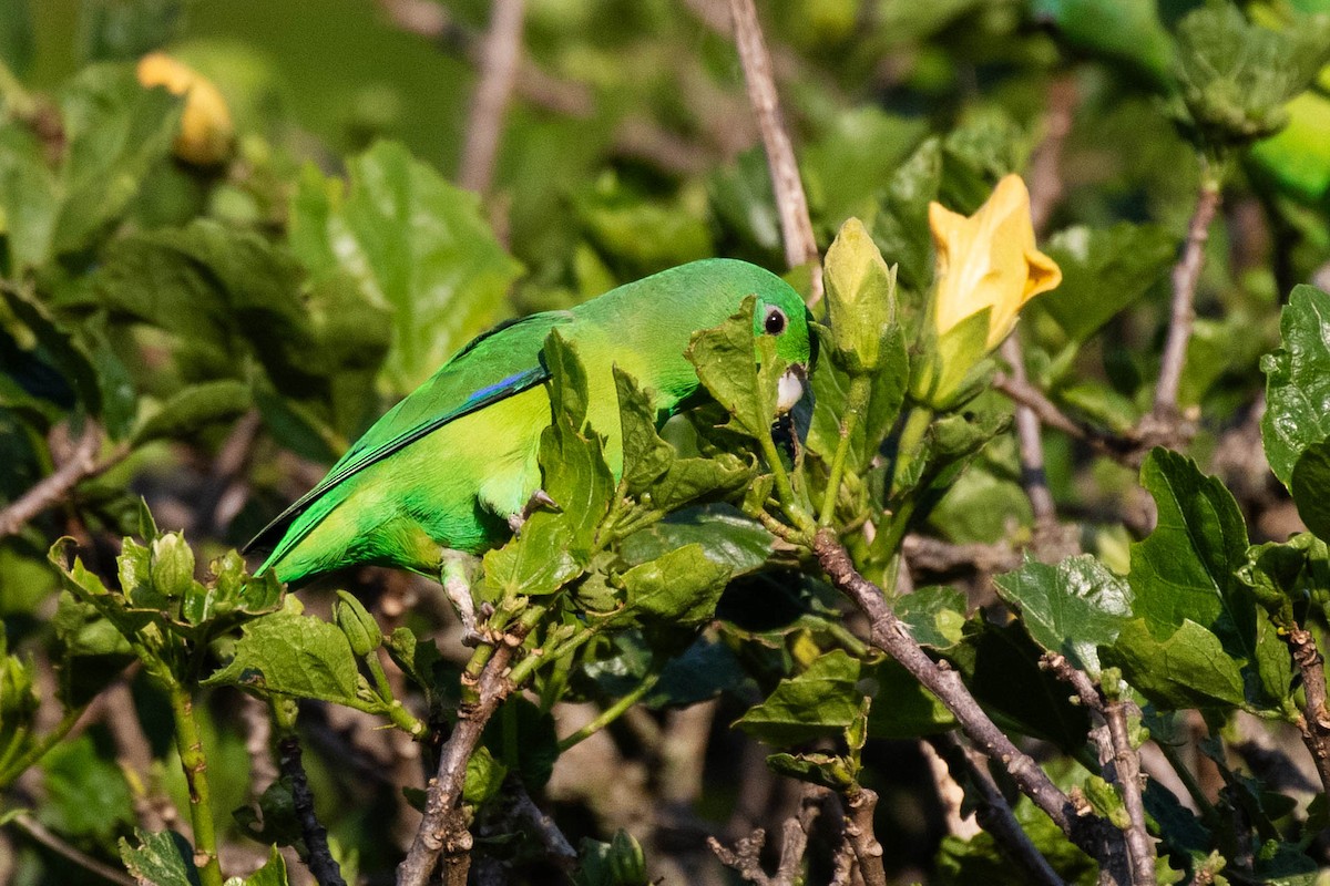 Cobalt-rumped Parrotlet - ML610782604