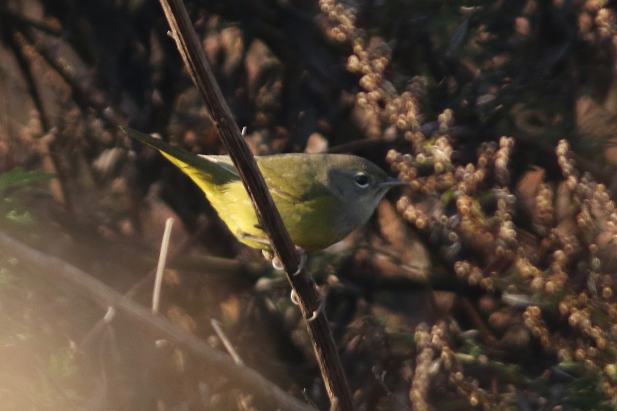 MacGillivray's Warbler - ML610782652