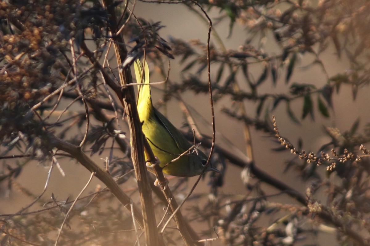 MacGillivray's Warbler - ML610782653