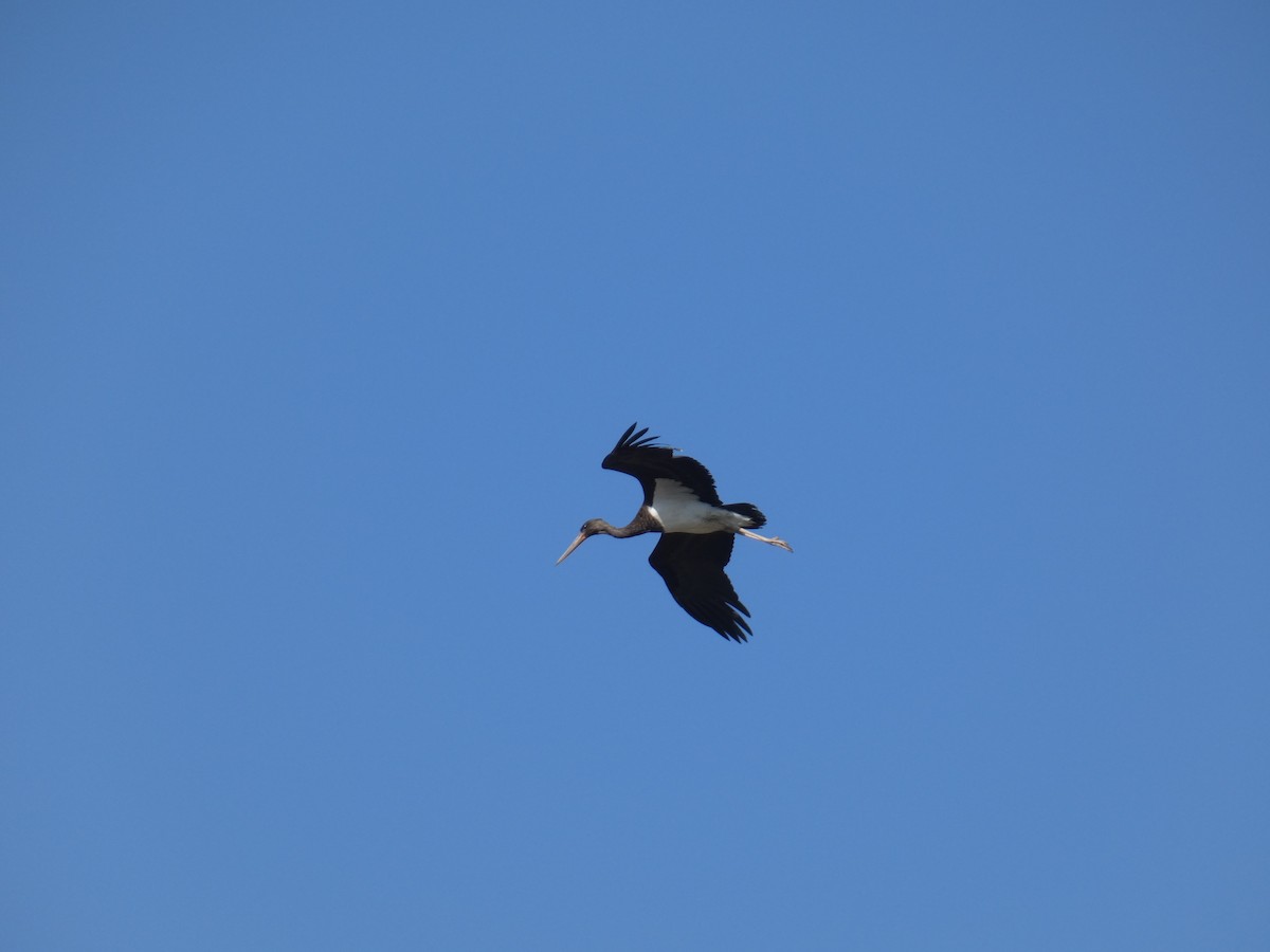 Black Stork - ML610782654